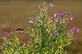 Harvest Mouse on Hairy Willowherb in summer - GB