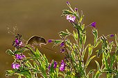 Harvest Mouse on Hairy Willowherb in summer - GB