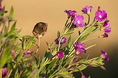 Harvest Mouse on Hairy Willowherb in summer - GB