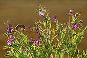 Harvest Mouse on Hairy Willowherb in summer - GB
