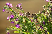 Harvest Mouses on Hairy Willowherb in summer - GB