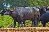 Water buffaloes - Brazil Pantanal