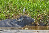 Cattle Egret on Water buffalo - Brazil Pantanal
