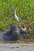 Cattle Egret on Water buffalo - Brazil Pantanal