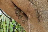 Long-nosed bat on a branch - Panatanal Brazil