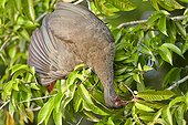 Chaco chachalaca eating berries - Brazil Pantanal 