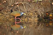 Grey-necked Wood-rail wading - Brazil Pantanal 