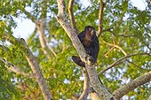 Black and Gold Howler Monkey on a branch - Brazil Pantanal 