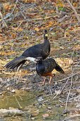 Bare-faced curassows on ground - Pantanal Brazil