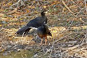 Bare-faced curassows on ground - Pantanal Brazil