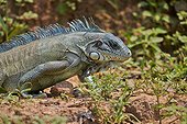 Portrait of Green Iguana on the bank - Brazil Pantanal