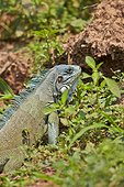 Green Iguana on the bank - Brazil Pantanal