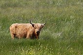 Highland cow in the tall grass - Scotland UK 