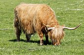 Highland cow grazing - Scotland UK 