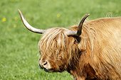 Portrait of Highland cow - Scotland UK 