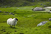 Sheep and Iron Age village - Lewis island Hebrides Scotland ; nearby Bostadh Beach