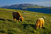 Highland cow and Grèineam island - Lewis island Scotland ; Geodh' an Fharaidh