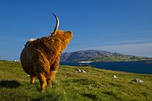 Highland cow and Grèineam island - Lewis island Scotland ; Geodh' an Fharaidh