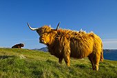 Highland cows - Lewis island Hebrides Scotland UK ; Geodh' an Fharaidh
