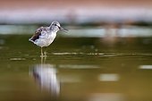 Common Grennshank in water - Guadarrama Spain