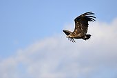 Monk Vulture in flight - Spain