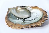Tahitian black pearl jewel mounted in a shell ; The beads called "Tahitian black pearls" is an AOC, whose pearly tones vary from green to darker or lighter colors, through the shades pulling purple. 