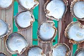 Oyster shells pearl - Rangiroa French Polynesia 