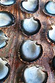 Oyster shells pearl - Rangiroa French Polynesia 