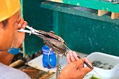 Worker in a pearl farm - French Polynesia 