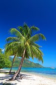 Beach Ta'ahiamanu - Moorea French Polynesia 