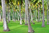 Coconut tree plantation - Moorea French Polynesia  ; with tall specimens.