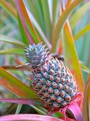 Pineapple fruit in a plantation - Moorea French Polynesia 