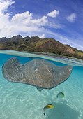 Pink whiprays under surface - Moorea French Polynesia 