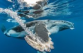 Humpback whale beneath the surface - French Polynesia