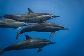 Spinner Dolphins - Tahiti French Polynesia