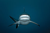 Portrait of Gray Reef Shark - Tahiti French Polynesia
