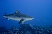 Tiger Shark above the reef - French Polynesia