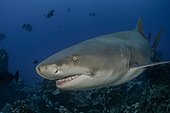Portrait of Lemon shark - French Polynesia 