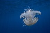 Jellyfish below surface - French Polynesia