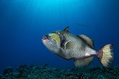 Titan Triggerfish above the reef - French Polynesia 