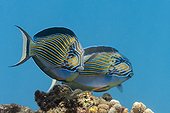Couple of Lined Surgeonfish on reef - French Polynesia