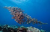 School of Blue-striped snappers - Fakarava French Polynesia
