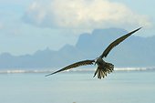 Black Noddy in flight - Tahiti French Polynesia 