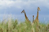 Girafes masaï dans la savane - Masaï Mara Kenya ; regardant avec curiosité