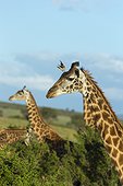 Masai Giraffe with Oxpecker on the head - Masai Mara Kenya
