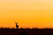 Impala male at sunrise in the savannah - Masai Mara Kenya