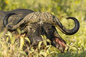 Red-billed Oxpecker deworming a Cape Buffalo - Nakuru Kenya