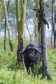 Cape Buffalo and Fever Trees - Nakuru Kenya