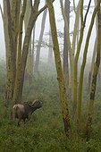 Cape Buffalo and Fever Trees - Nakuru Kenya