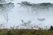 Flamingos on Lake Nakuru in flood - Rift Valley Kenya